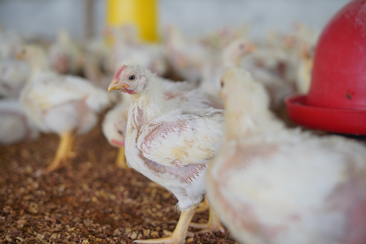 Welfare indicators for hens and chickens