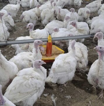Common mistakes in turkeys breeder farms. Part 1