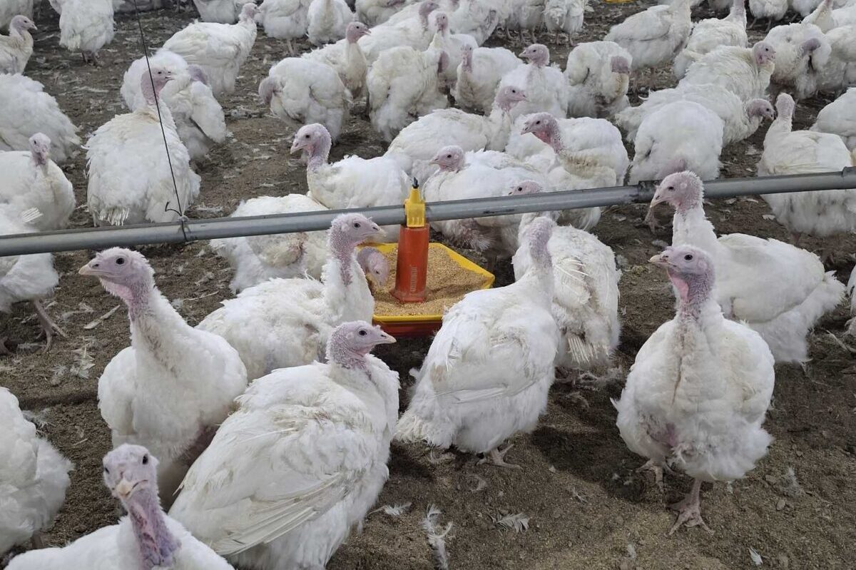 Common mistakes in turkeys breeder farms. Part 1