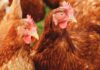 EU poultry sector outlook to 2035: production, consumption and trade trends