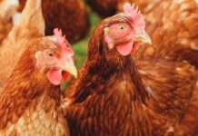 EU poultry sector outlook to 2035: production, consumption and trade trends