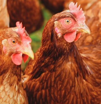 EU poultry sector outlook to 2035: production, consumption and trade trends