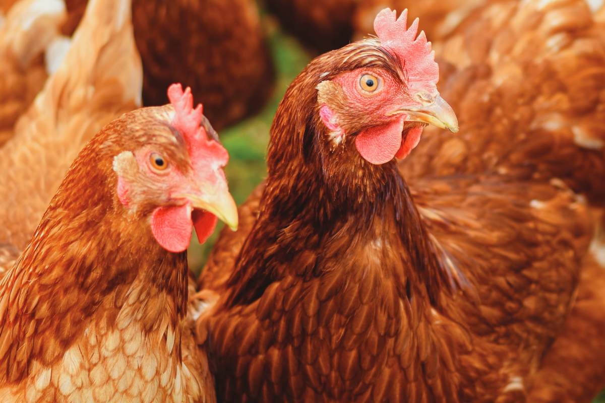 EU poultry sector outlook to 2035: production, consumption and trade trends
