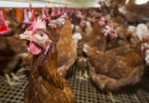 Sixth outbreak this season of Newcastle disease in a layer farm