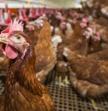 Sixth outbreak this season of Newcastle disease in a layer farm in Spain