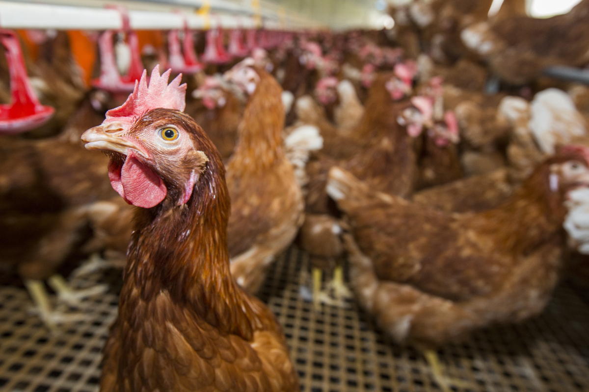 Sixth Newcastle disease outbreak in Spain