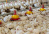 Effect of some biological factors on the performance of broiler breeder hens