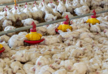 Effect of some biological factors on the performance of broiler breeder hens
