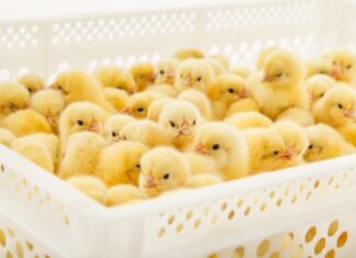 How to correctly load incubators with eggs from different flocks