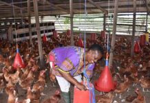 World Bank invests US$12m in Ghana’s poultry and US$75m in cocoa