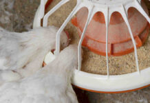 Effect of some biological factors on the performance of broiler breeder hens