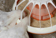 Effect of some biological factors on the performance of broiler breeder hens