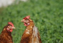 Extension offers webinar series on poultry management, disease prevention