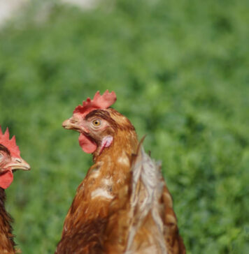 Extension offers webinar series on poultry management, disease prevention