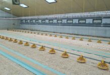On-farm hatching: an innovative early-feeding strategy that improves welfare and reduces antimicrobial use in a sustainable way