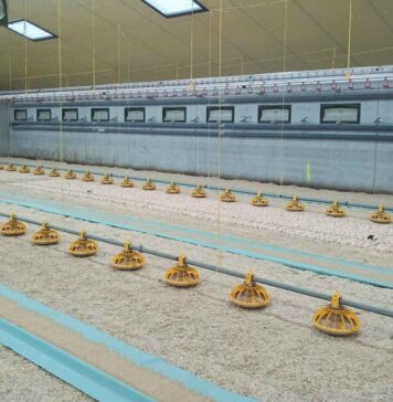 On-farm hatching: an innovative early-feeding strategy that improves welfare and reduces antimicrobial use in a sustainable way