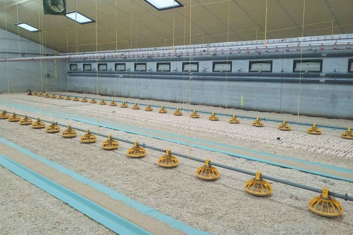 On-farm hatching: an innovative early-feeding strategy that improves welfare and reduces antimicrobial use in a sustainable way