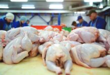 The dynamics of global meat production. An analysis of the period from 2000 to 2023 – Part 2: imports