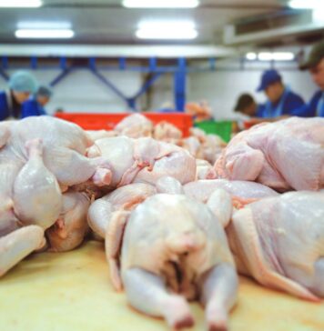The dynamics of global meat production. An analysis of the period from 2000 to 2023 – Part 2: imports
