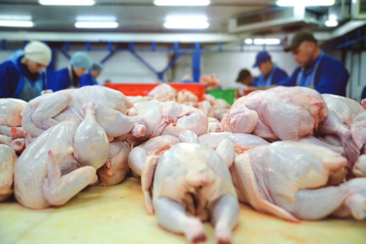 The dynamics of global meat production. An analysis of the period from 2000 to 2023 – Part 2: imports