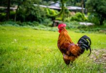 Avian influenza spreads across Nepal’s poultry sector