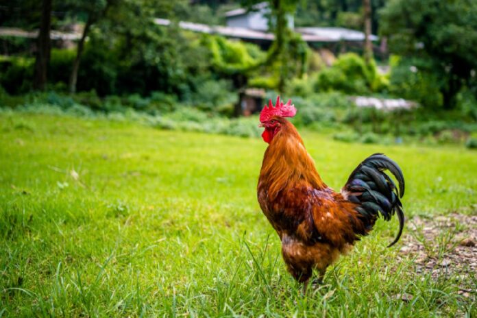 Nepal’s poultry sector copia