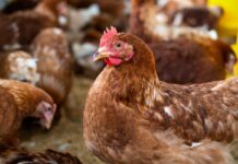 Strategies for poultry producers to combat insecticide resistance