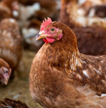 Strategies for poultry producers to combat insecticide resistance