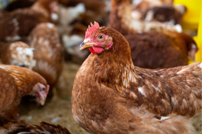 Poultry insecticide resistance