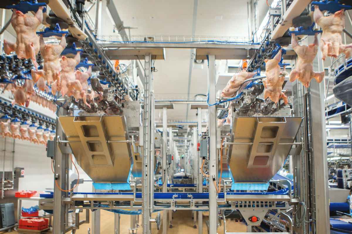 Jbt Marel gives you wings. Separate processing for damaged and undamaged chicken wings