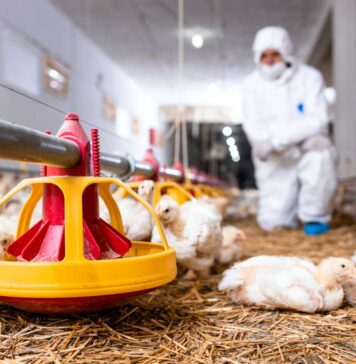 New research sheds light on Egg Drop Syndrome transmission and vaccination response