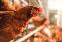 Bioavailable silicium as feed additive and its beneficial effects throughout poultry production