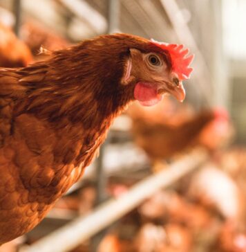 Bioavailable silicium as feed additive and its beneficial effects throughout poultry production