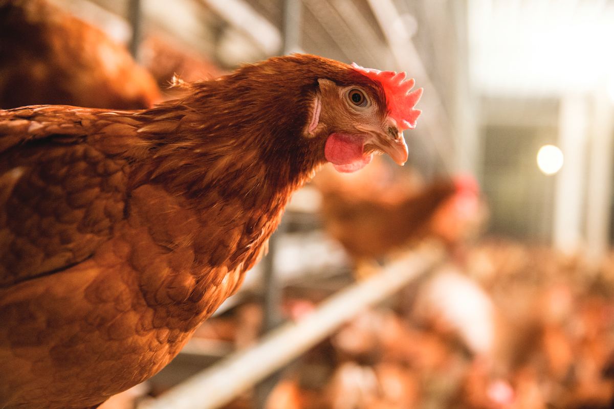 Bioavailable silicium as feed additive and its beneficial effects throughout poultry production