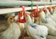 Management of drinking water and vaccination procedures: a strategic pairing for effective immunization