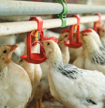 Management of drinking water and vaccination procedures: a strategic pairing for effective immunization