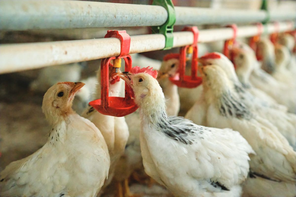 Management of drinking water and vaccination procedures: a strategic pairing for effective immunization