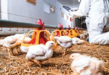 Immune system and nutrition: the balance between immunity and growth in modern broiler crosses