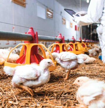 Immune system and nutrition: the balance between immunity and growth in modern broiler crosses