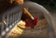 Sustainable Livestock Intergroup on reducing emissions in monogastric livestock farming with circular feed and feed additives