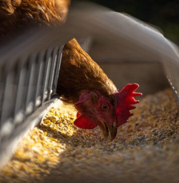 Sustainable Livestock Intergroup on reducing emissions in monogastric livestock farming with circular feed and feed additives