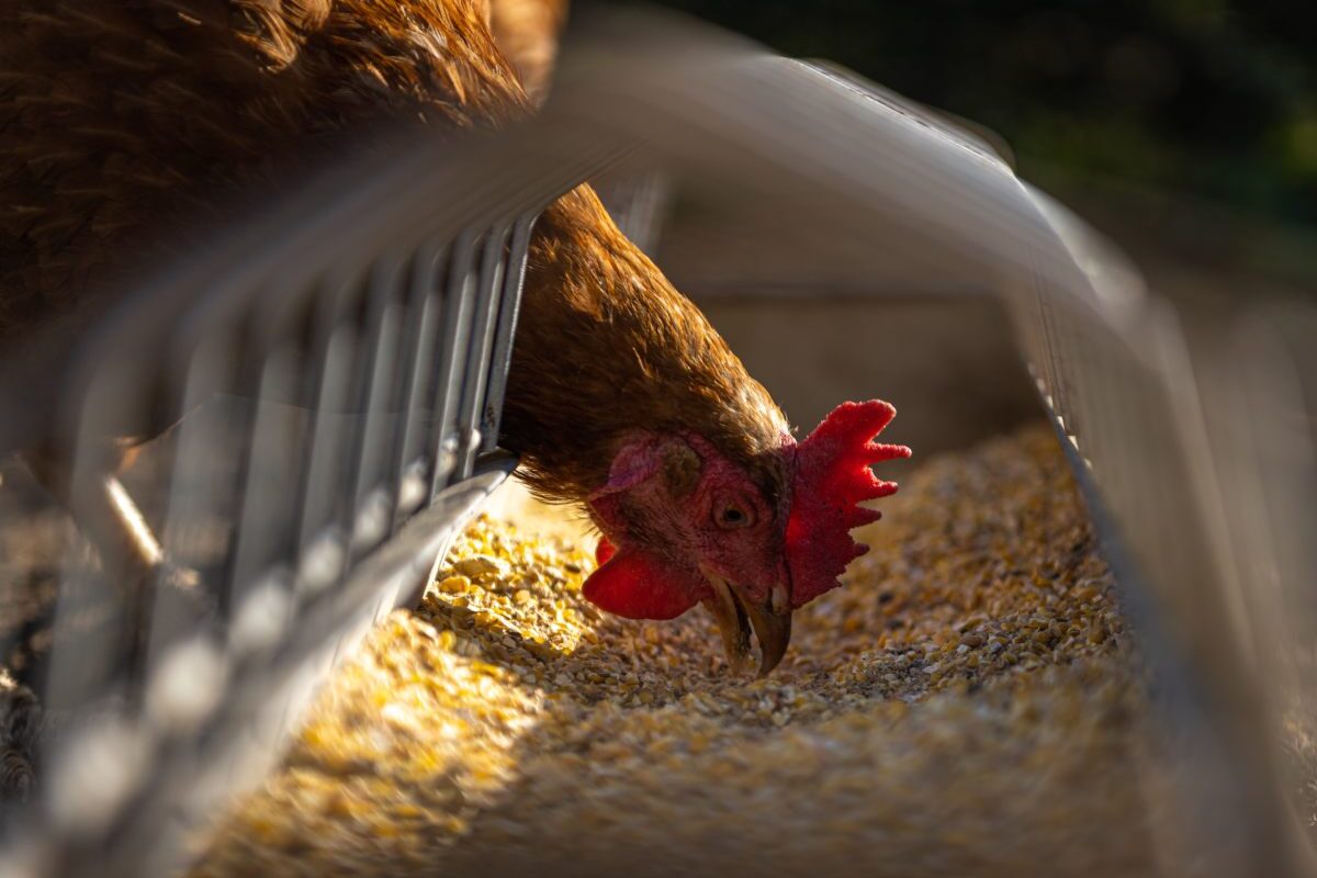 Sustainable Livestock Intergroup on reducing emissions in monogastric livestock farming with circular feed and feed additives