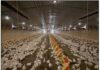 Keeping birds warm and comfortable with dry litter