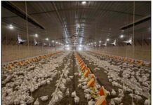 Keeping birds warm and comfortable with dry litter