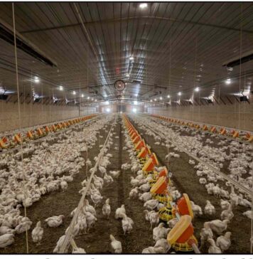 Keeping birds warm and comfortable with dry litter