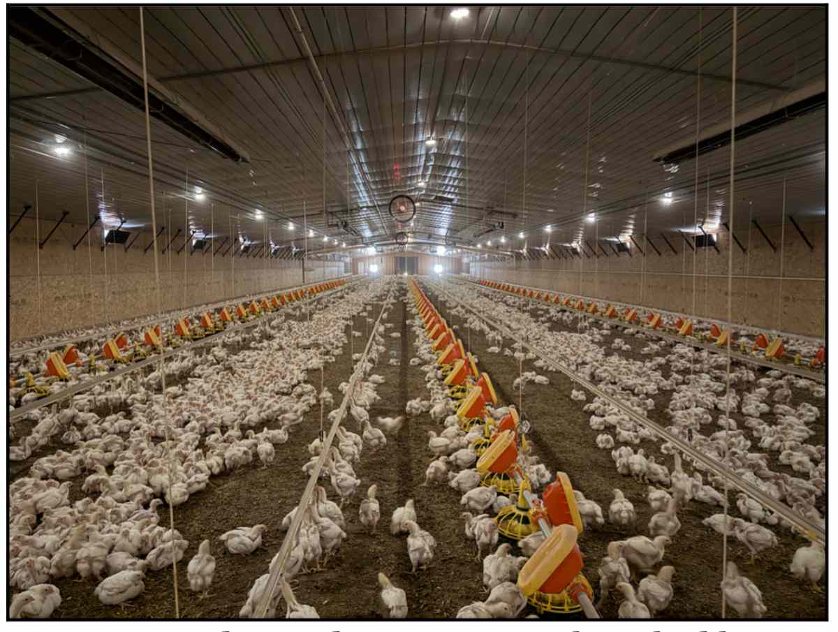 Keeping birds warm and comfortable with dry litter