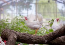 Hendrix Genetics releases Sustainability Report highlighting renewed strategy and long-term commitment