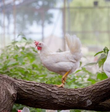 Hendrix Genetics releases Sustainability Report highlighting renewed strategy and long-term commitment