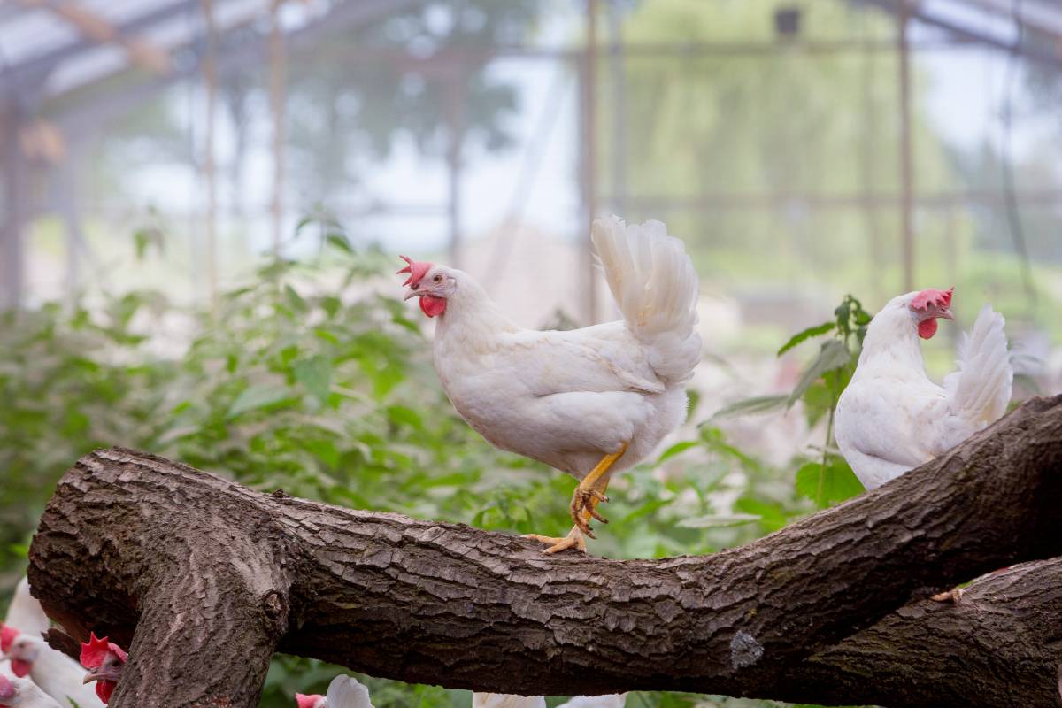 Hendrix Genetics releases Sustainability Report highlighting renewed strategy and long-term commitment