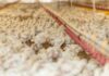 Paraguayan poultry meat enters the Middle East and accelerates international expansion